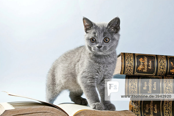 Britisch Kurzhaar Kätzchen auf offenem Buch sitzend