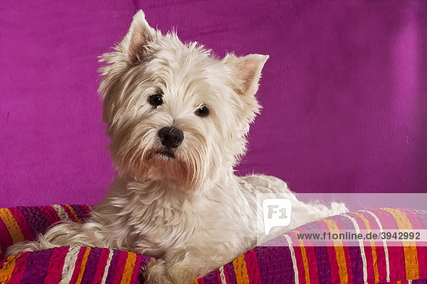 West Highland White Terrier Welpe  4 Monate  liegend