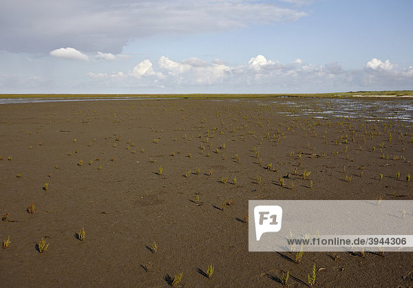 Mischwatt mit Queller (Salicornia spec.)  Insel Mellum  Nationalpark Niedersächsisches Wattenmeer  Unesco Weltnaturerbe  Niedersachsen  Deutschland  Europa
