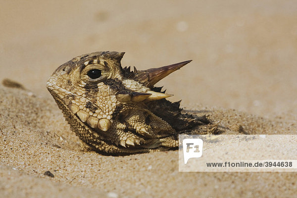 Texas Horned Lizard Krötenechse (Phrynosoma cornutum)  Alttier versteckt im Sand  Rio Grande Tal  Texas  USA