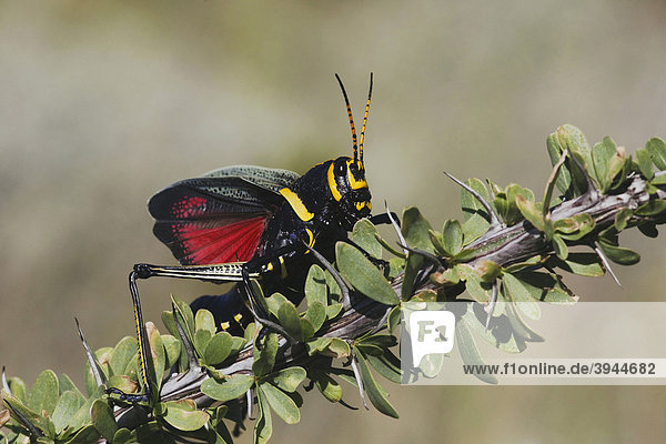 Horse Lubber Grasshopper Heuschrecke (Taeniopoda eques)  Alttier in Verteidigungspose auf einem Ocotillo Kaktus (Fouquieria splendens)  Chisos Mountains  Big Bend National Park  Chihuahua-Wüste  Texas  USA