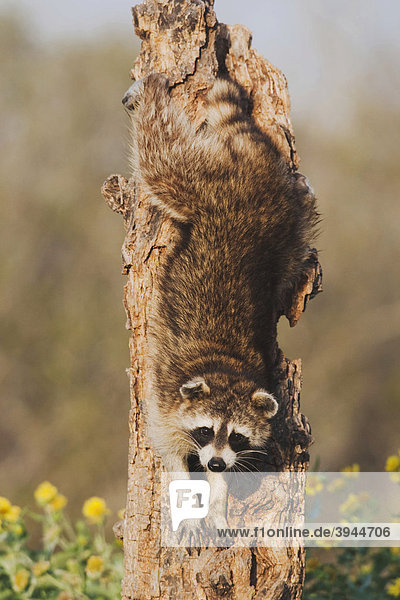 Northern Raccoon (Procyon lotor)  adult in tree  Sinton  Corpus Christi  Coastal Bend  Texas  USA