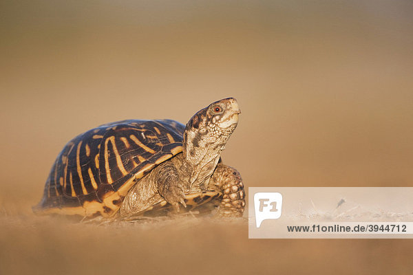 Schmuck-Dosenschildkröte (Terrapene ornata)  Männchen  Sinton  Corpus Christi  Texas  USA