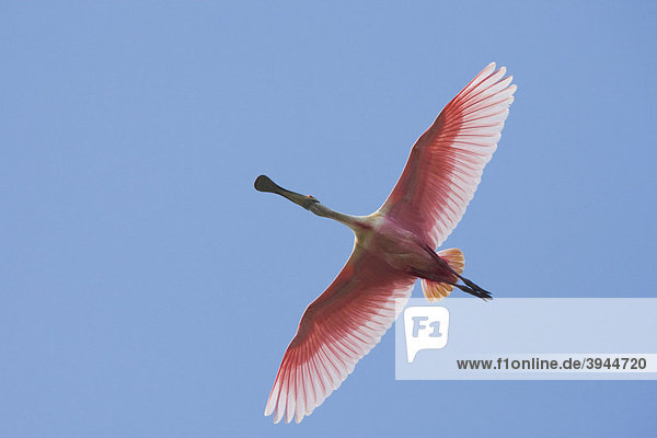 Rosaloffler Ajaia Ajaja Altvogel Im Flug Sinton Corpus Christi Texas Usa