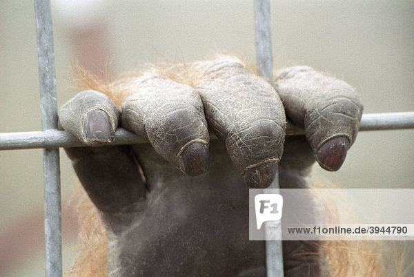 Hand eines Orang-Utan (Pongo) hinter Gittern