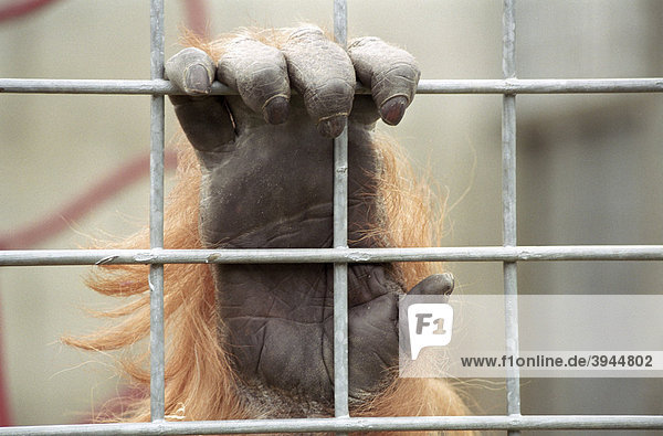 Hands of an orang-utan (Pongo) behind bars  Heidelberg Zoo  Baden-Wuerttemberg  Germany  Europe