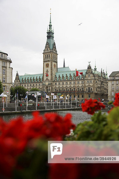 Hamburg City Hall with geraniums and a gull  Germany  Europe