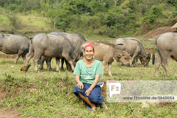 Ethnology  ethnicity  woman of the Phunoi ethnic group sitting in the grass  water buffaloes (Bubalus arnee) behind  Phongsali district  Phongsali province  Phongsaly  Laos  Southeast Asia  Asia