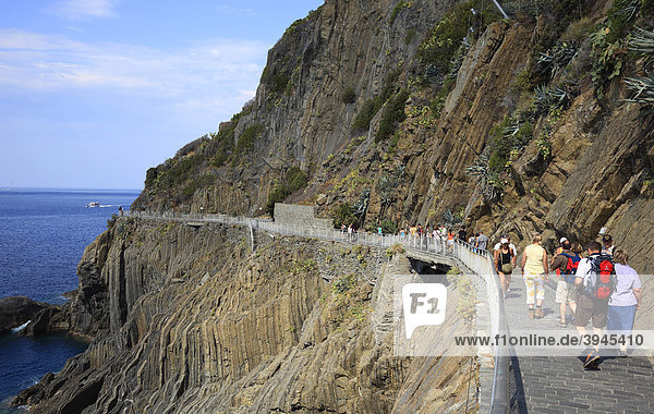 Trail Via dell 'Amore at Riomaggiore  Cinque Terre region  Liguria  Italy  Europe