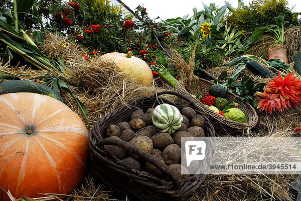 Autumn harvest basket with pumpkin  potatoes  flowers and vegetables
