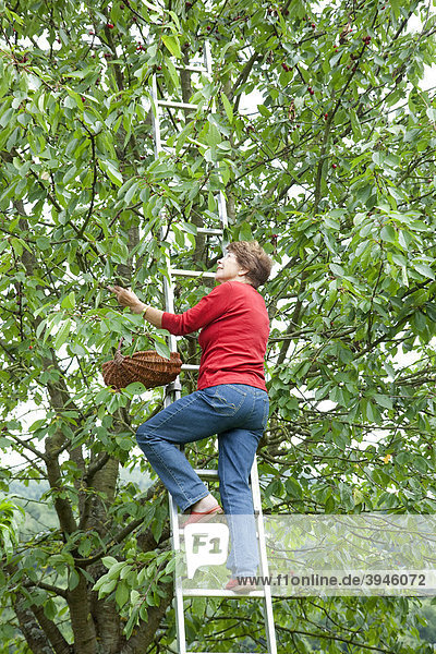 An older woman standing on a ladder and picking cherries from a cherry tree