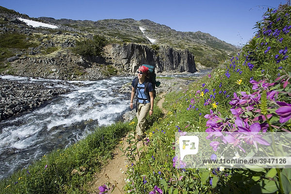 Young woman hiking  backpacking  hiker with backpack  passing blooming alpine flowers  historic Chilkoot Trail  Chilkoot Pass  creek behind  near Happy camp  alpine tundra  Yukon Territory  British Columbia  B. C.  Canada