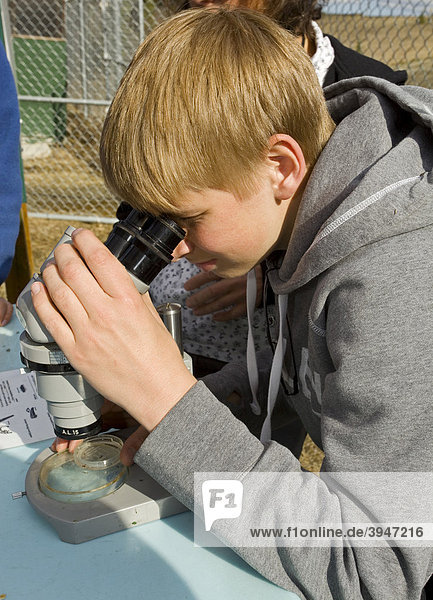 Junge beobachtet Wirbellose unter dem Mikroskop  Yukon Outdoor Schulprogramm  Department of Fisheries and Oceans  Fischerei- und Meeresbehörde  DFO  McIntyre Creek Brutanstalt  Whitehorse  Yukon Territory  Kanada