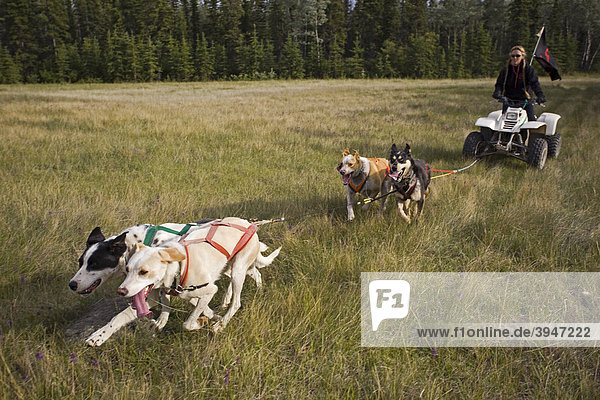 Alaskan Huskies ziehen ein Quad mit Fahrerin  vierrädrig  Hundesport  Trocken-Schlittenhundrennen  Yukon Territory  Kanada
