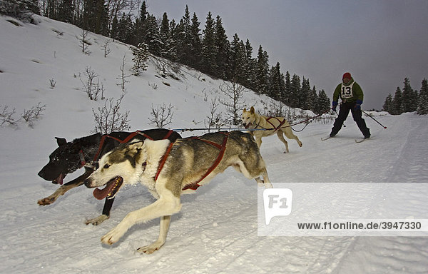 Man skijoring  three running sled dogs  dog team  Alaskan Huskies  dog sled race near Whitehorse  Yukon  Territory  Canada