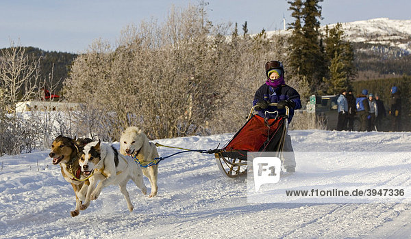Running sled dogs  Alaskan Huskies  dog team  child  young boy  musher  dog sled race near Whitehorse  Yukon Territory  Canada