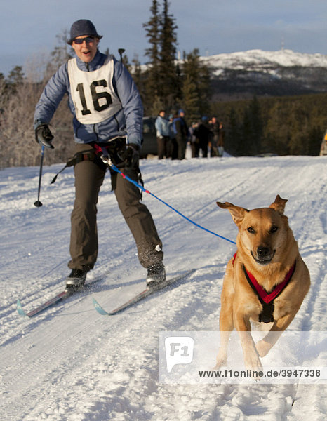 Young woman skijoring  running sled dog  Labrador mix  dog sled race near Whitehorse  Yukon  Territory  Canada