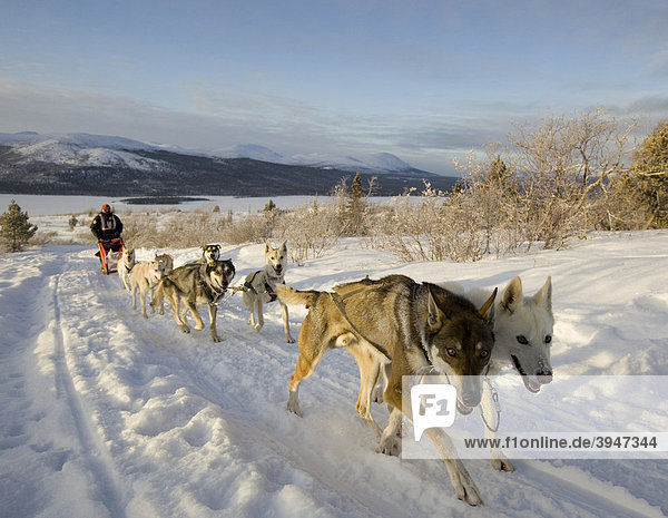Running sled dogs  Alaskan Huskies  dog team  musher  dog sled race near Whitehorse  Fish Lake behind  Yukon Territory  Canada