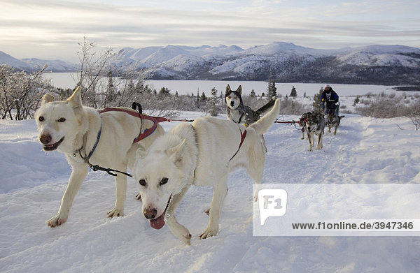 Laufende Schlittenhunde  Alaskan Huskies  Hundegespann  Musher  Schlittenhund-Rennen bei Whitehorse  hinten Fish Lake See  Yukon Territory  Kanada