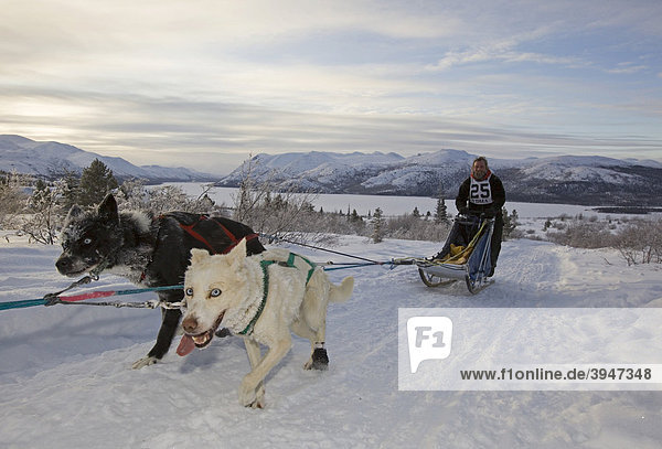 Running sled dogs  Alaskan Huskies  wheel dogs  musher  dog sled race near Whitehorse  Fish Lake behind  Yukon Territory  Canada