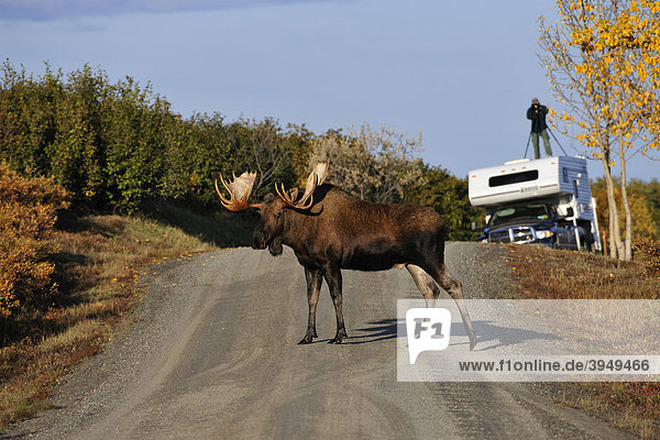 Bull Moose (Alces alces) crossing the road and is photographed by a photographer  Denali National Park  Alaska