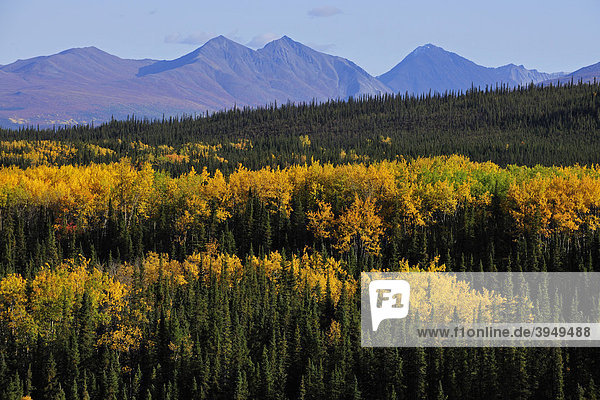 Herbststimmung  gelbe Espenbäume  Denali Nationalpark  Alaska