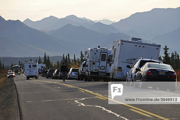 Verkehrsstau wegen Elchen Denali Nationalpark Alaska