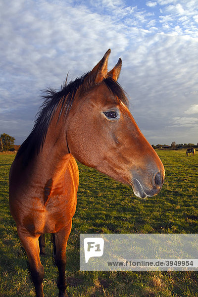 Braunes Pferd (Equus przewalskii f. caballus)  Portrait auf der Weide im Abendlicht