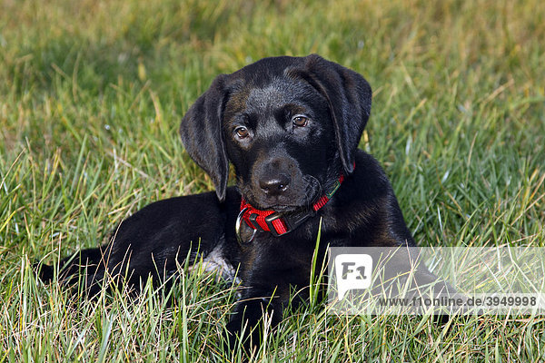 Schwarzer Labrador Retriever Welpe  10 Wochen  Rüde
