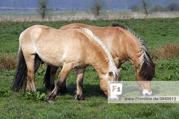 Zwei Pferde der Pferderasse Norwegisches Fjordpferd  Norweger  Fjordponys (Equus przewalskii f. caballus)