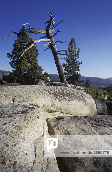 Landschaft bei Porcupine Flat  Yosemite Nationalpark  Bäume  Felsen  Kalifornien  Amerika  USA