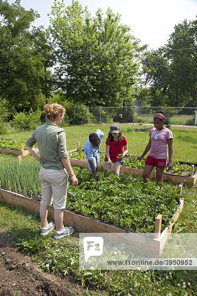 Ein Garten wird gepflegt von Kindern im Alter von 5-11 Jahren  in einem Programm namens Growing Healthy Kids  in einem Earthworks Urban Garden Garten  in dem Nahrung für die Capuchin Soup Kitchen Suppenküche angebaut wird  Detroit  Michigan  USA