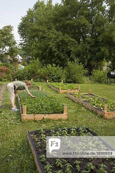 Eine junge Frau arbeitet in einem städtischen Garten  in dem Nahrung für die Capuchin Soup Kitchen Suppenküche angebaut wird  Detroit  Michigan  USA