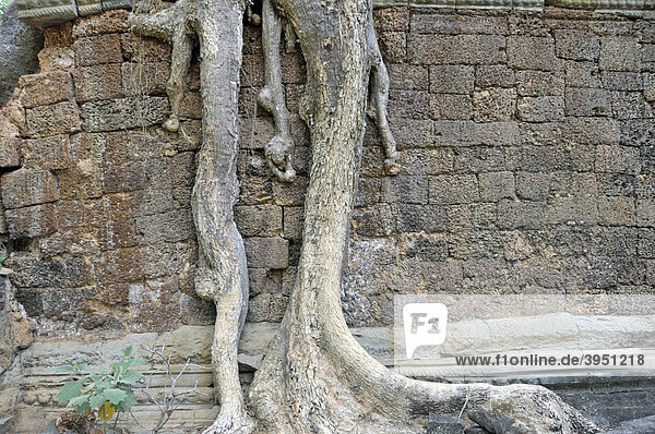 Tetrameles (Tetrameles nudiflora)  Baum erobert mit seinen Wurzeln die Ruinen der Tempelanlage Prasat Preah Khan  Welterbe der UNESCO  Siem Reap  Kambodscha  Asien