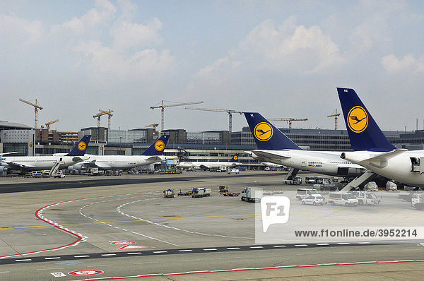 Mehrere Lufthansa Flugzeuge  Flughafen Frankfurt  Hessen  Deutschland  Europa