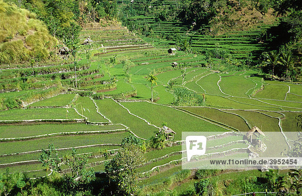 Reisfeld bei Amlapura Bali Indonesien