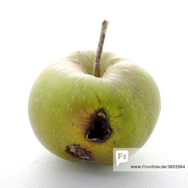 Codling moth pest affected apple