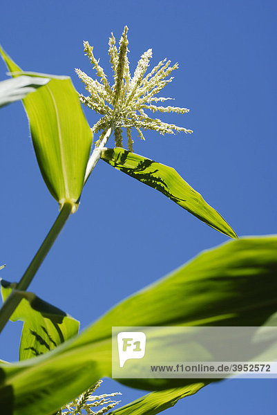 Sweetcorn (Zea mays var. rugosa)  plant detail