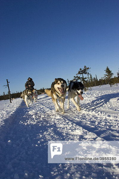 Schlittenhunde bei einer Schlittenhundwanderung in Kiruna  Schweden