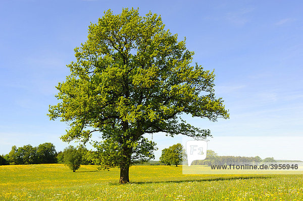 Stieleiche (Quercus robur) im Frühling  Schwäbische Alb  Baden-Württemberg  Deutschland  Europa