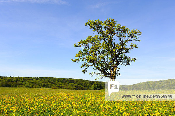 Stieleiche (Quercus robur) mit Hochsitz im Frühling  Schwäbische Alb  Baden-Württemberg  Deutschland  Europa
