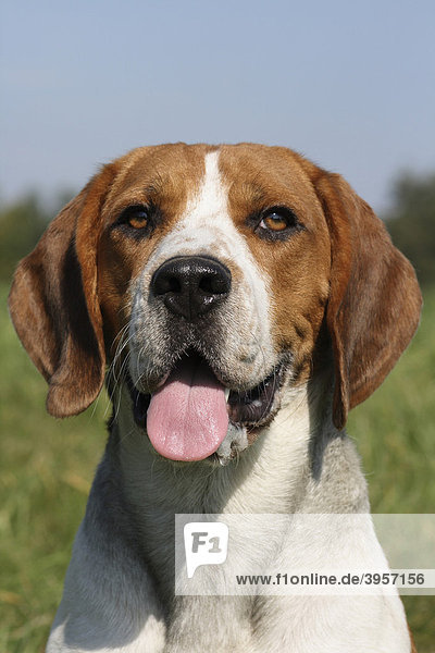 Beagle  Porträt