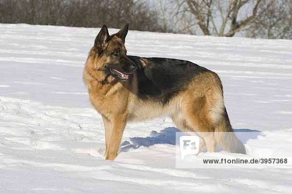 German Shepherd Dog  bitch  2 years  standing in snow  sideways
