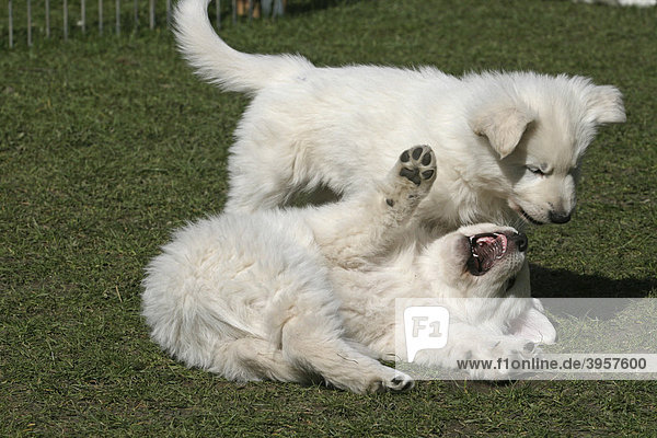 2 Weisse Schweizer Schäferhund Welpen  7 Wochen alt  spielen zusammen