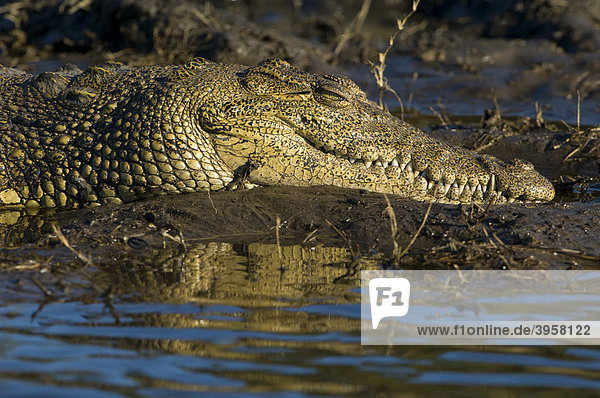 Nilkrokodil (Crocodylus niloticus) am Ufer des Choberivers  Portrait  Chobe Nationalpark  Botswana  Afrika