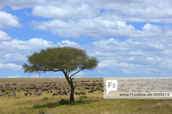 Blue Wildebeests (Connochaetes taurinus) and Grant's Zebras (Equus quagga boehmi) in the steppe of the Masai Mara National Reserve Kenya East Africa