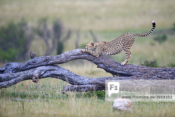 Gepard (Acinonyx jubatus)  wetzt seine Krallen an einem abgestorbenen Baum  Masai Mara National Reserve  Kenia  Ostafrika  Afrika
