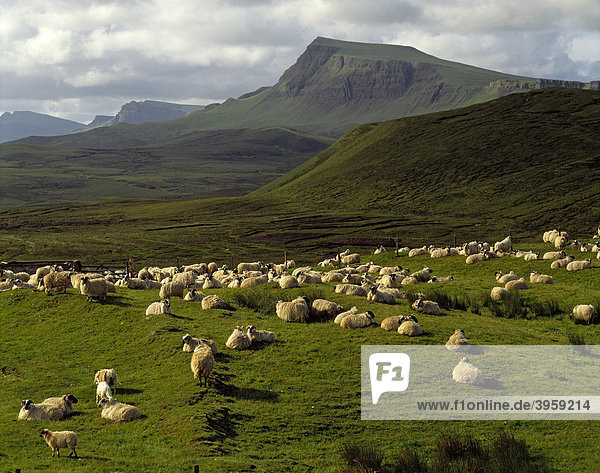 Schafe vor dem Trotternish Ridge Berggrat  Isle of Skye  Schottland  Großbritannien  Europa