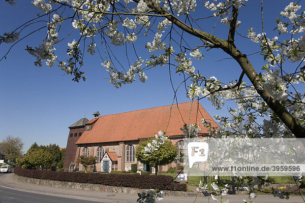 St Bartholomäus Kirche in Mittelnkirchen  Kirschblüte  Altes Land  Niederelbe  Niedersachsen  Norddeutschland  Deutschland  Europa