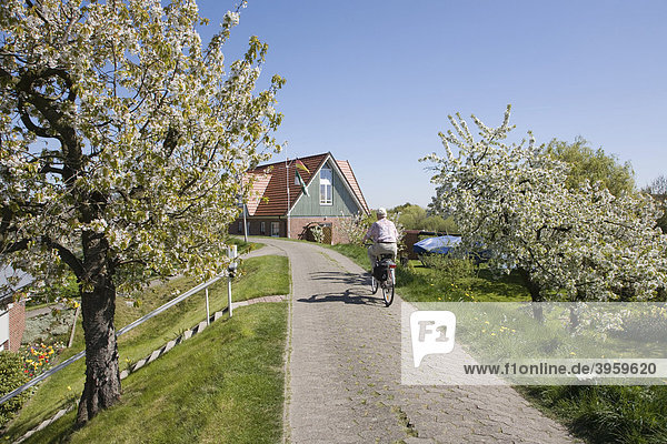 Das Obstanbaugebiet Altes Land zur Zeit der Kirschblüte  Niederelbe  Niedersachsen  Norddeutschland  Deutschland  Europa